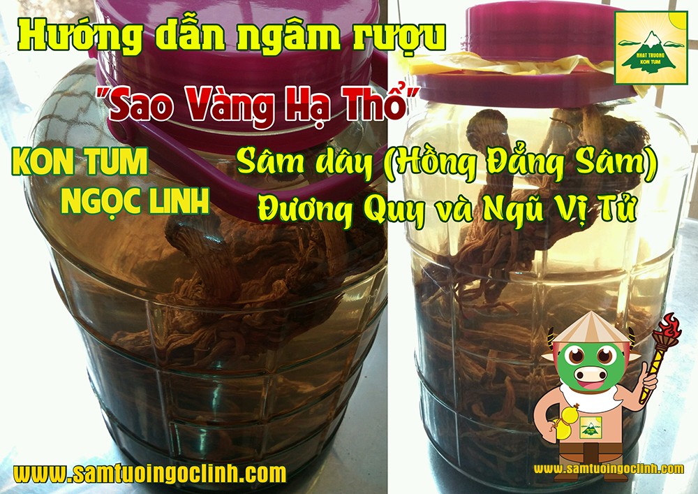 hướng dẫn ngâm rượu sâm dây đương quy ngũ vị tử