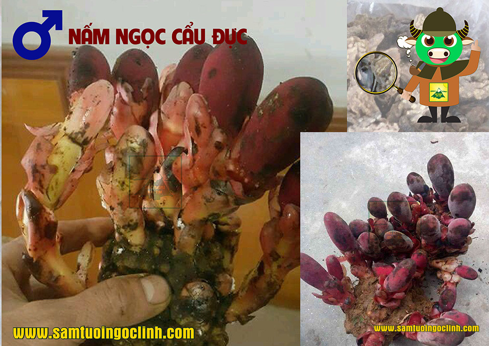 phân biệt nấm ngọc cẩu đực cái (1)