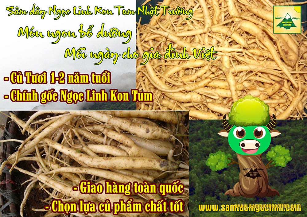 sâm dây tươi ngọc linh kon tum nhật trường (2)