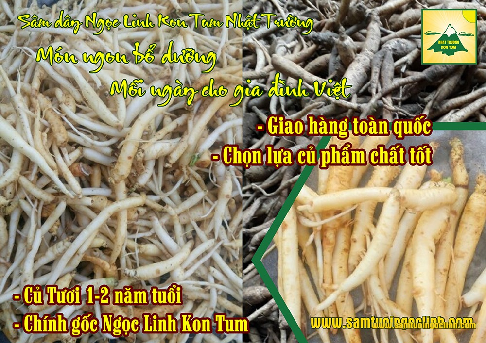 sâm dây tươi ngọc linh kon tum nhật trường (3)