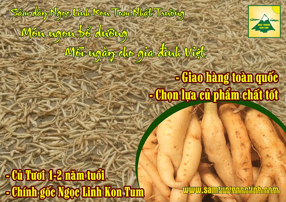 sâm dây tươi ngọc linh kon tum nhật trường (4)