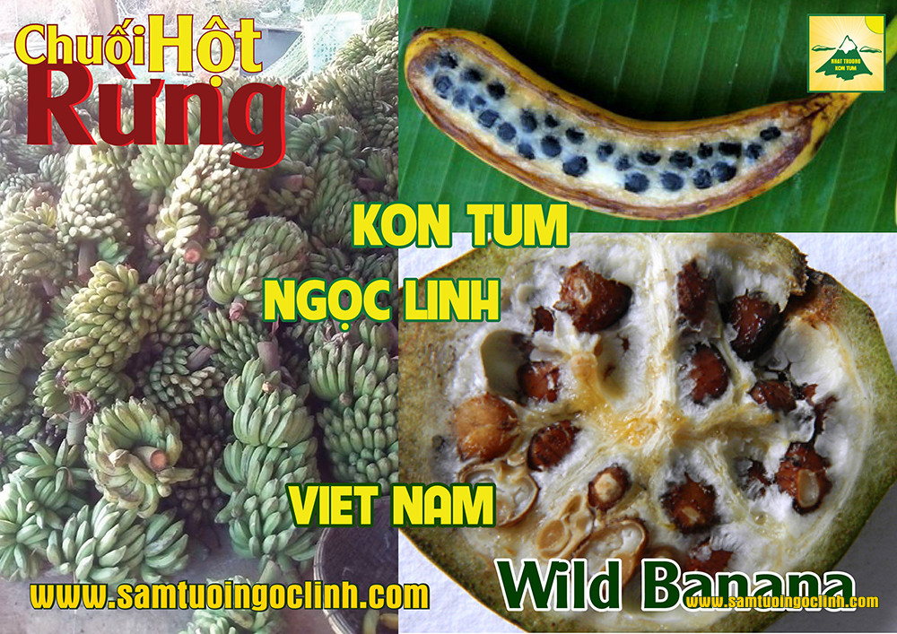 hướng dẫn ngâm rượu chuối hột rừng (1)