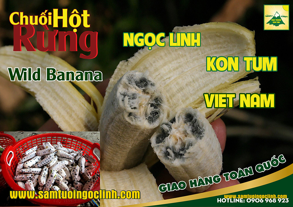 hướng dẫn ngâm rượu chuối hột rừng (4)