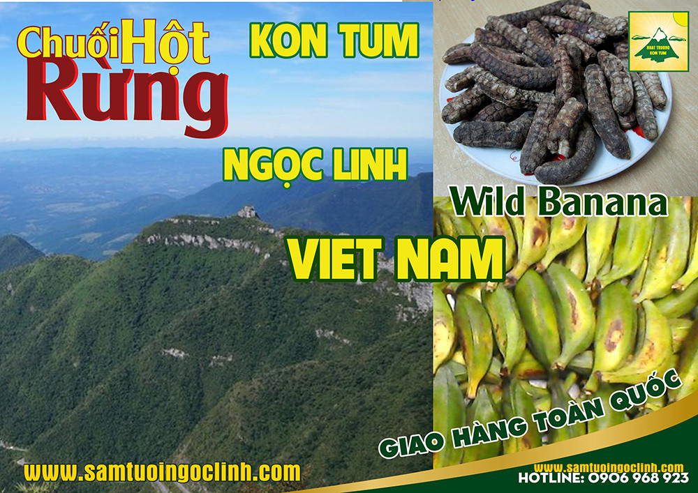 hướng dẫn ngâm rượu chuối hột rừng (6)