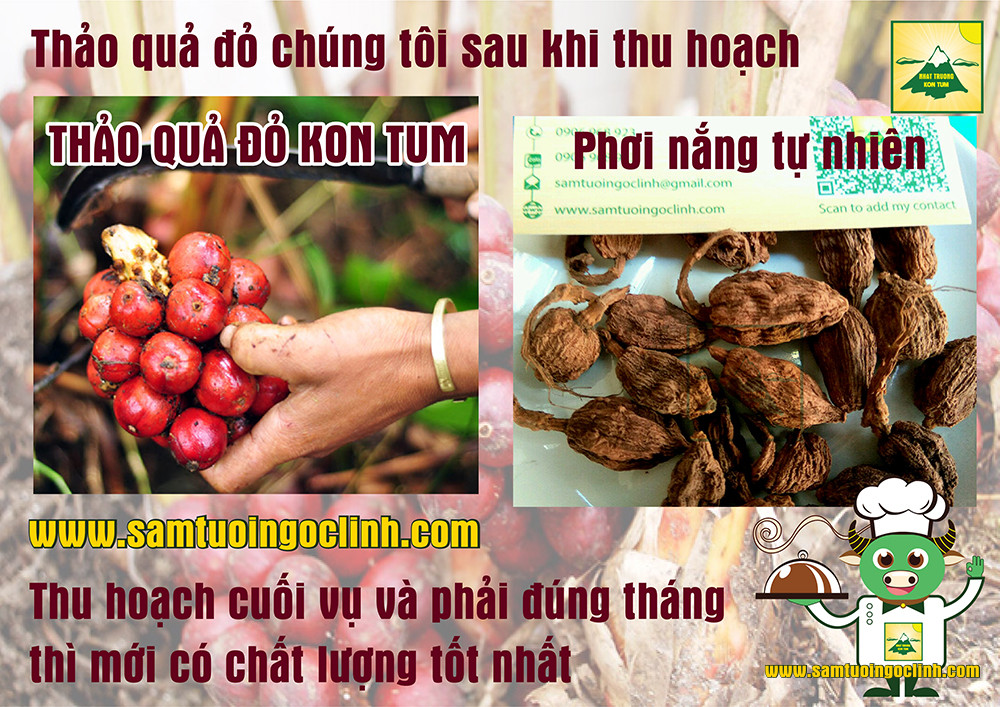 thảo quả xanh và đỏ (1)