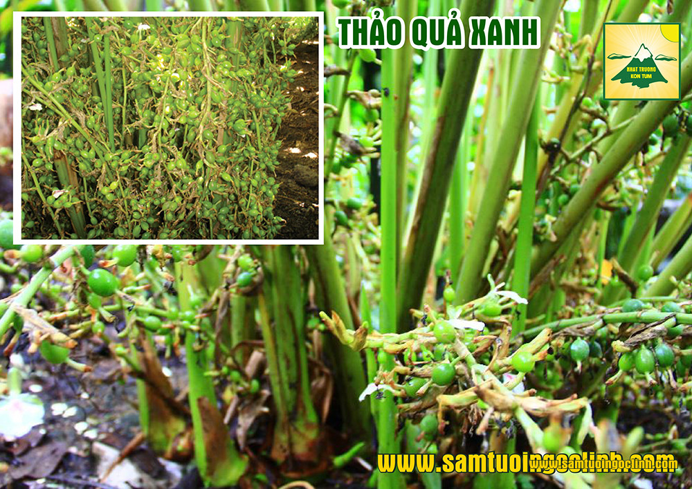 thảo quả xanh và đỏ (3)