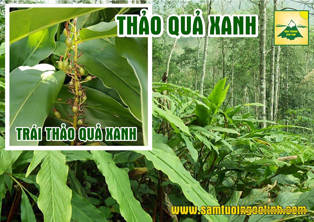 thảo quả xanh và đỏ (4)