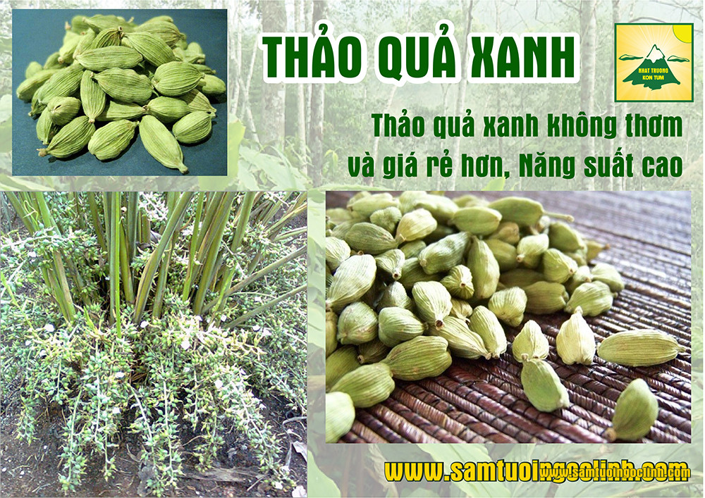 thảo quả xanh và đỏ (5)