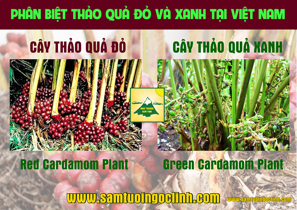 thảo quả xanh và đỏ (7)