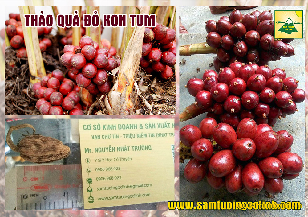 thảo quả xanh và đỏ (8)