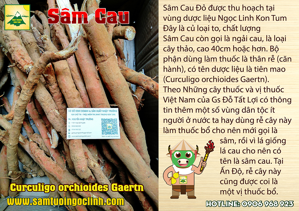 ngâm rượu sâm cau (1)