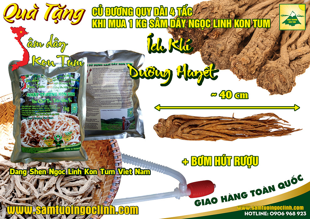 sâm dây đảng sâm đương quy (2)