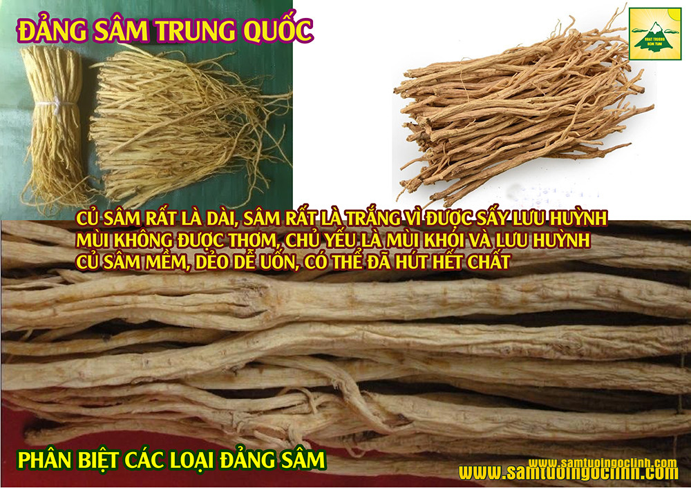 sâm dây đảng sâm là gì ngọc linh kon tum (1)