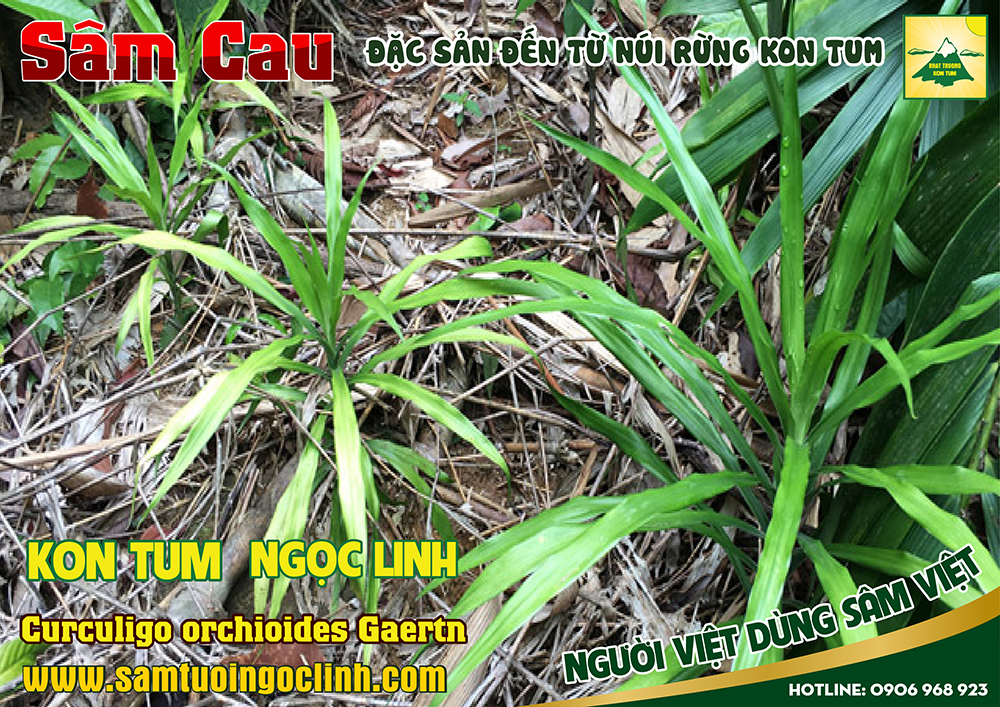 cách chế biến sâm cau để ngâm rượu (8)