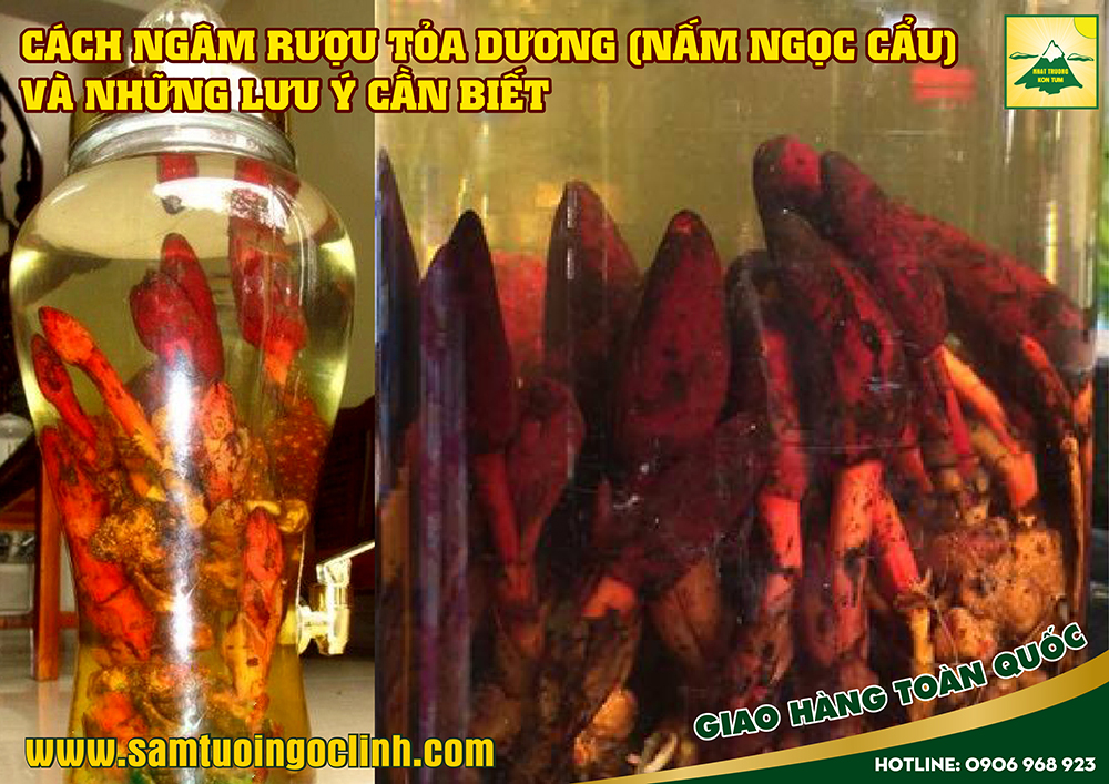 cách ngâm rượu ngọc cẩu tỏa dương (4)