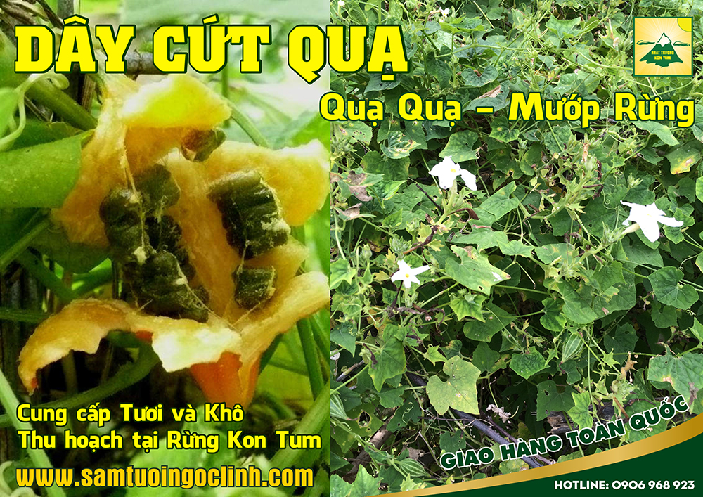 dây cứt quạ, quạ quạ (1)