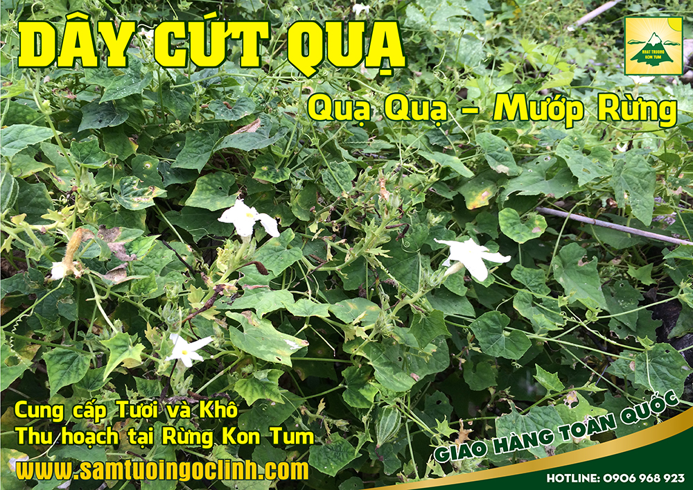 dây cứt quạ, quạ quạ (2)