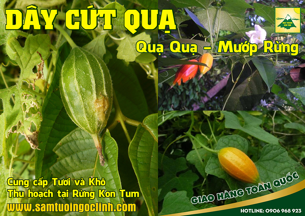 dây cứt quạ, quạ quạ (3)