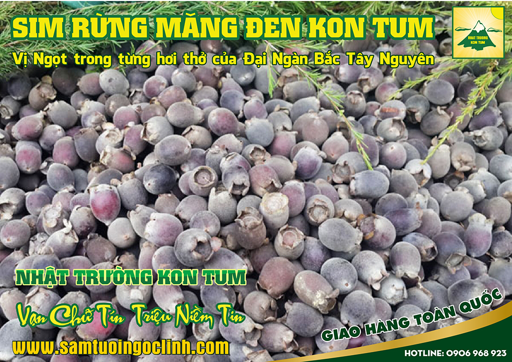 sim rừng măng đen kon tum (1)