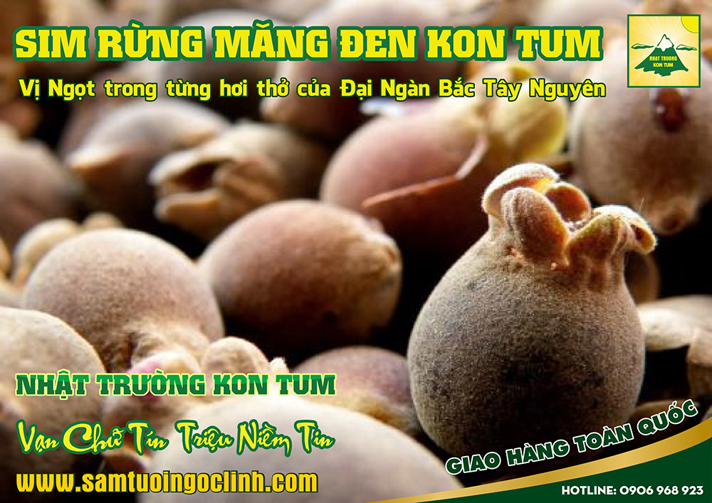 sim rừng măng đen kon tum (2)