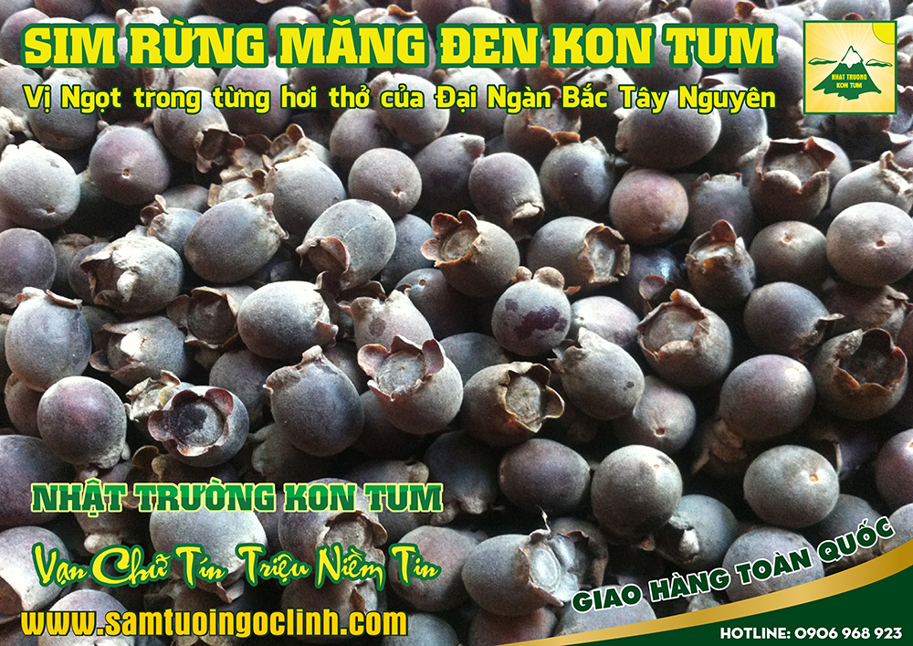 sim rừng măng đen kon tum (4)