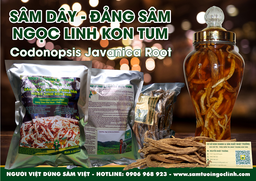 đảng sâm ngọc linh kon tum tu mơ rông (4)