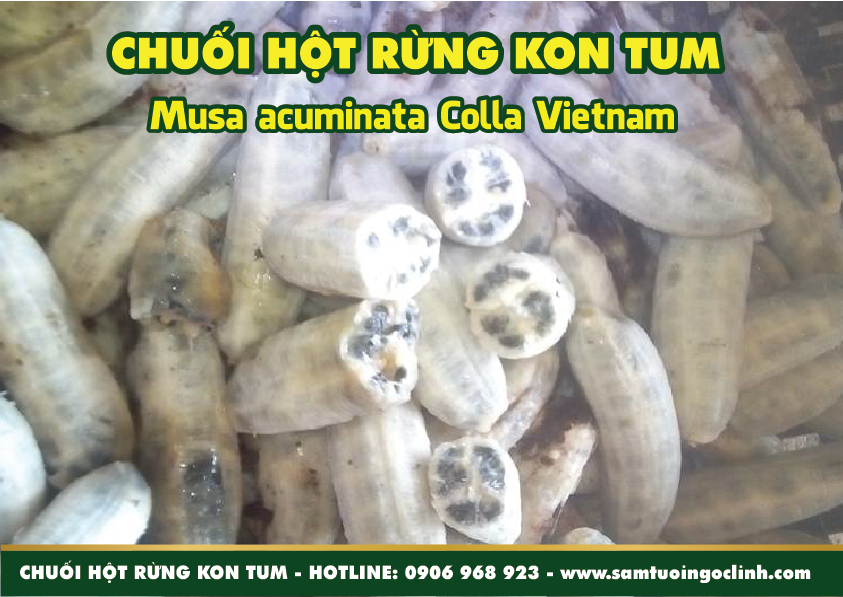 chuối hột rừng (1)