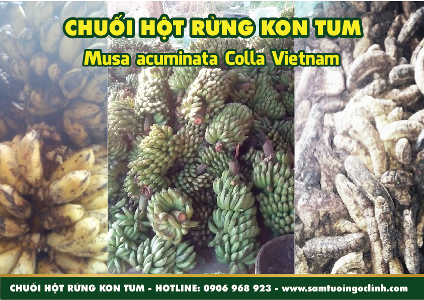 chuối hột rừng (4)