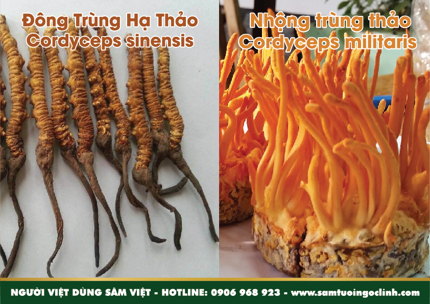 Ngoài ra cái nhộng trùng thảo nuôi trong phòng thí nghiệm mang tên Đông Trùng Hạ Thảo lại khiến bao nhiêu khách hàng lầm lẫn