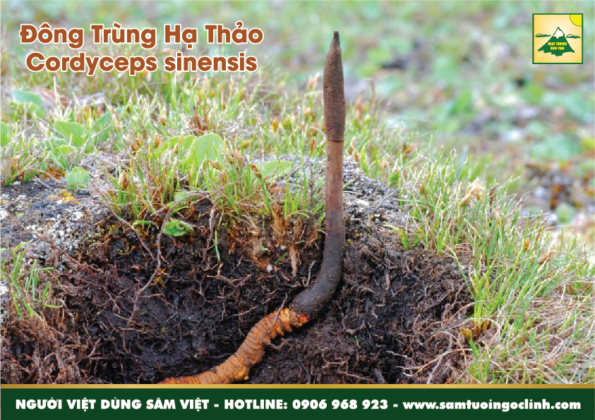 đông trùng hạ thảo nhộng trùng thảo sâu chít đông trùng hạ thảo việt nam (3)