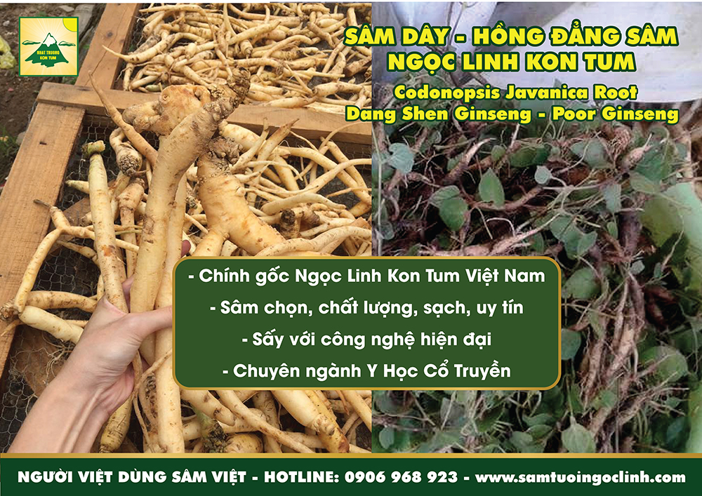 sâm dây ngọc linh kon tum hồng đẳng sâm nhật trường (4)