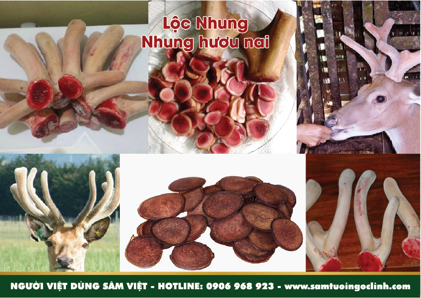 tứ đại danh dược lộc nhung (2)